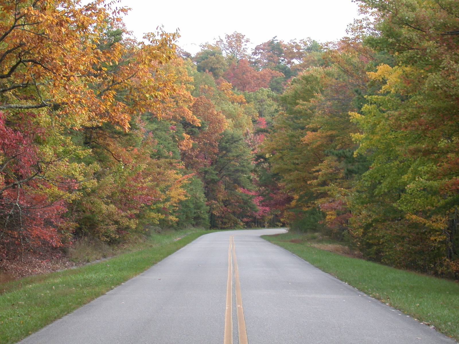 A two-lane road curving through red, orange and gold autumn trees on the Blue Ridge Parkway