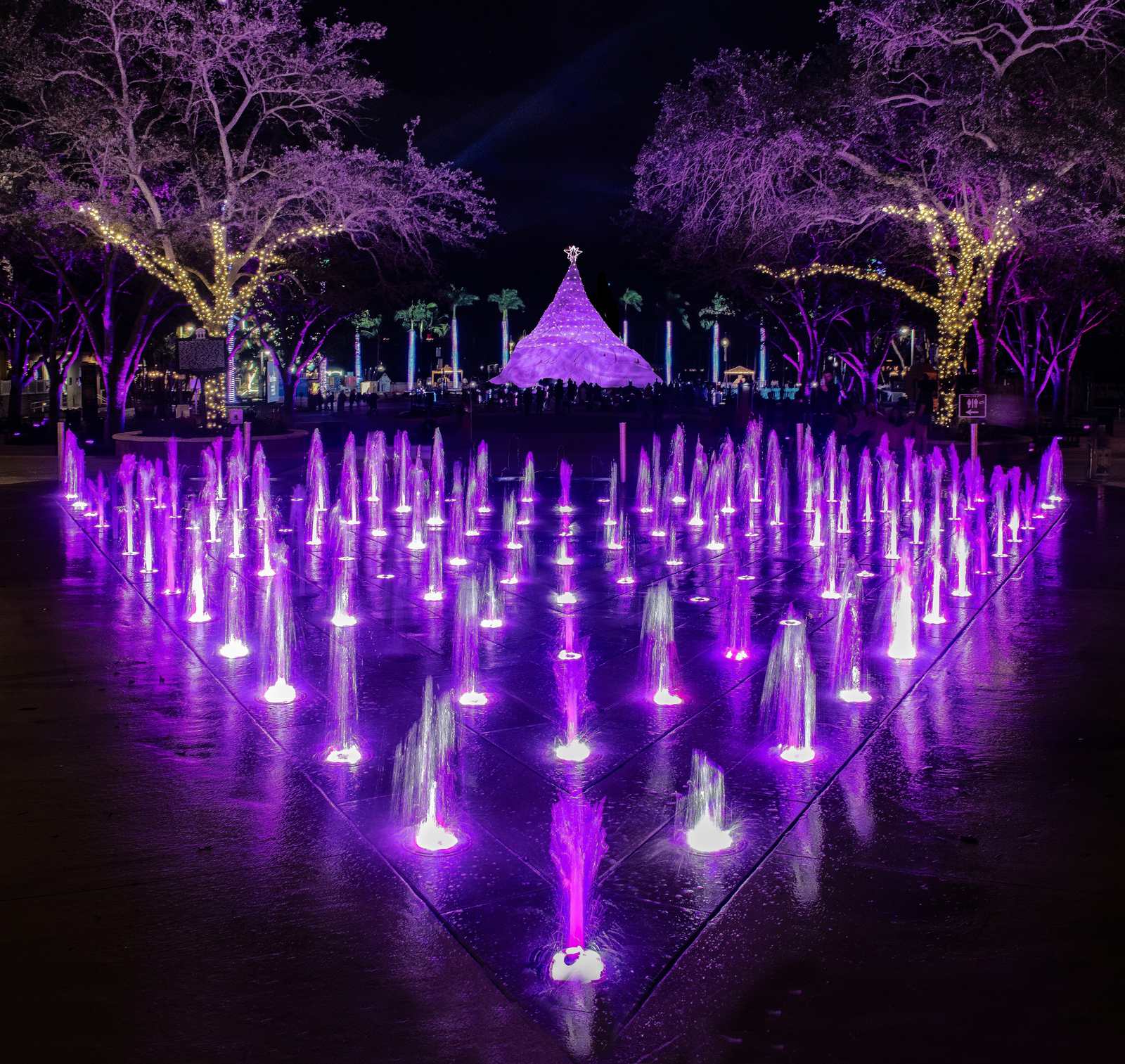 Fountain jets lit purple at night beside trees wrapped in holiday lights