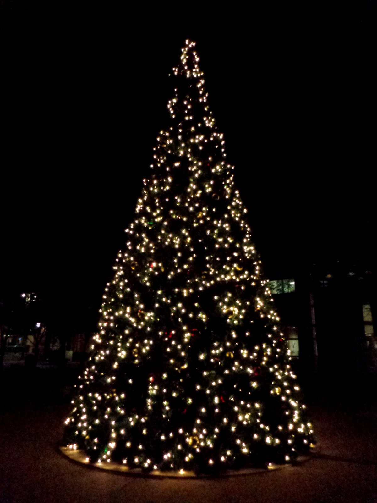 Tall outdoor Christmas tree covered in warm white lights against a dark night sky.